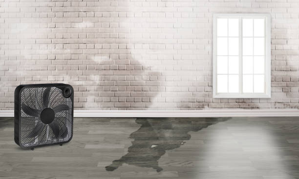 Best Water damage restoration process  in Gary, IN